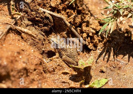 La grenouille à herbe Mascarene (Ptychadena mascareniensis), ou la grenouille striée Mascarene, espèce endémique de grenouille de la famille des Ptychadenidae. Miandrivazo - Menabe, Banque D'Images