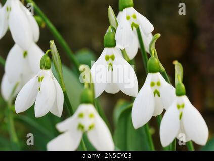 Les gouttes de neige « grincheux » commencent à fleurir dans le jardin des rochers, dans les jardins botaniques royaux de Kew. La goutte d'eau (Galanthus elwesii 'grumpy') présente des marques vertes comiques qui ressemblent fortement à un visage givrant, et commence à fleurir cette semaine, l'un des premiers signes du printemps à Kew. Date de la photo: Jeudi 2 février 2023. Banque D'Images