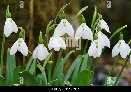 Les gouttes de neige « grincheux » commencent à fleurir dans le jardin des rochers, dans les jardins botaniques royaux de Kew. La goutte d'eau (Galanthus elwesii 'grumpy') présente des marques vertes comiques qui ressemblent fortement à un visage givrant, et commence à fleurir cette semaine, l'un des premiers signes du printemps à Kew. Date de la photo: Jeudi 2 février 2023. Banque D'Images