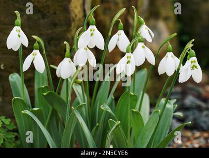 Les gouttes de neige « grincheux » commencent à fleurir dans le jardin des rochers, dans les jardins botaniques royaux de Kew. La goutte d'eau (Galanthus elwesii 'grumpy') présente des marques vertes comiques qui ressemblent fortement à un visage givrant, et commence à fleurir cette semaine, l'un des premiers signes du printemps à Kew. Date de la photo: Jeudi 2 février 2023. Banque D'Images