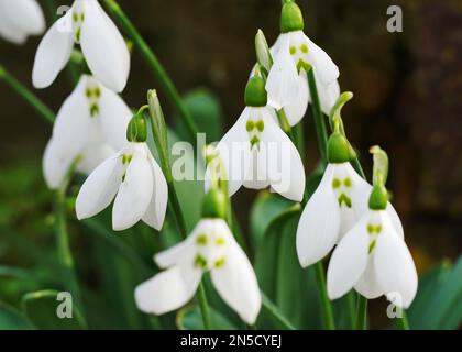 Les gouttes de neige « grincheux » commencent à fleurir dans le jardin des rochers, dans les jardins botaniques royaux de Kew. La goutte d'eau (Galanthus elwesii 'grumpy') présente des marques vertes comiques qui ressemblent fortement à un visage givrant, et commence à fleurir cette semaine, l'un des premiers signes du printemps à Kew. Date de la photo: Jeudi 2 février 2023. Banque D'Images