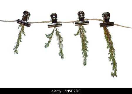 Plante morte laisse sur une gorge sur une corde. Concept de destruction de la nature Banque D'Images