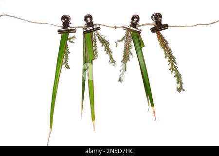 Plante morte laisse sur une gorge sur une corde. Concept de destruction de la nature Banque D'Images