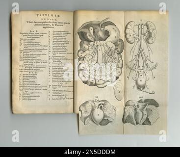 Anciens écrits médicaux. Un ancien livre d'anatomie avec ses pages affichées. Banque D'Images
