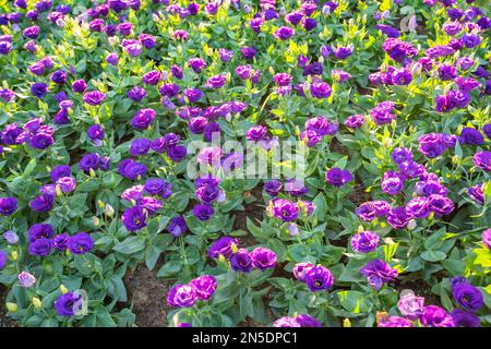 Le Lisianthus violet fleurit dans un jardin aux rayons du soleil. Banque D'Images