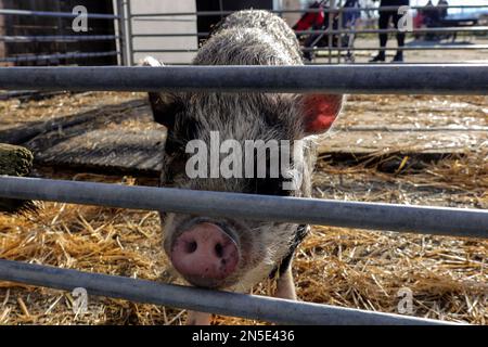 Petit cochon dans la paille à la ferme pour enfants aux pays-Bas Banque D'Images