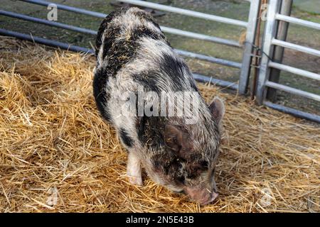 Petit cochon dans la paille à la ferme pour enfants aux pays-Bas Banque D'Images