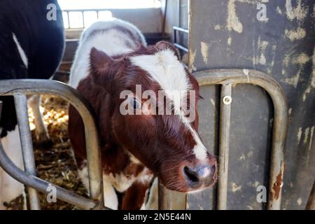 Veau à pied rouge d'une vache frisonne holstein dans une écurie de Bergschenhoek aux pays-Bas Banque D'Images