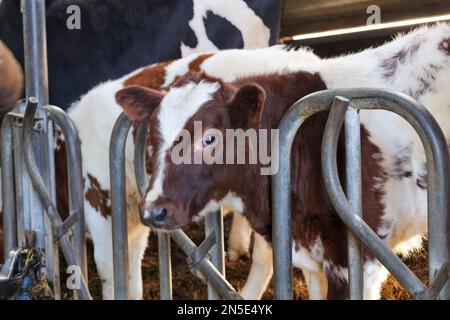 Veau à pied rouge d'une vache frisonne holstein dans une écurie de Bergschenhoek aux pays-Bas Banque D'Images