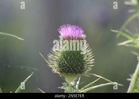 cirsium vulgare ou le chardon commun comme adventices de bord de route aux pays-Bas Banque D'Images