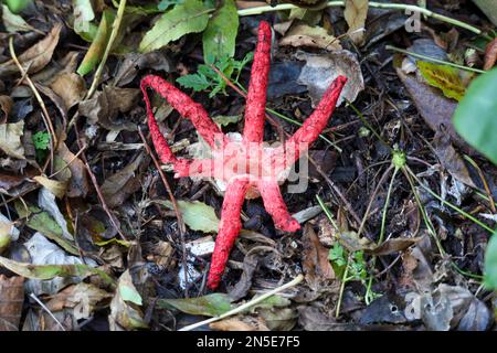 Diable doigts champignon dans le jardin botanique à Capelle aan den IJssel aux pays-Bas Banque D'Images