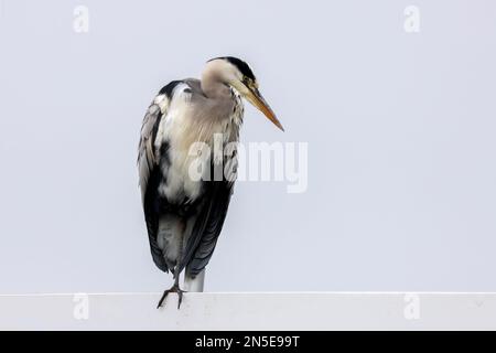 Heron gris assis sur un panneau d'affichage à Capelle aan den IJssel Banque D'Images