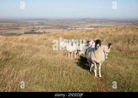 Troupeau de moutons sur le château d'Uffington avec vue sur la vallée du Cheval blanc en arrière-plan, près de Wantage, Oxfordshire, Angleterre, Royaume-Uni, Europe Banque D'Images