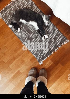 Un joli chat gris et blanc moelleux repose sur un tapis de style scandinave au sol en bois. Vue de dessus. Bottes d'ugg chaudes sur les jambes des femmes près de ce joli animal de compagnie. Banque D'Images