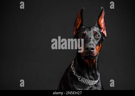 Le chien Doberman se reproduit sur un fond sombre Banque D'Images