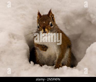 Écureuil dans sa terrow d'hiver regardant la caméra et montrant sa fourrure brune, pattes, oreilles, oeil, bouche, dans son habitat et son environnement. Banque D'Images