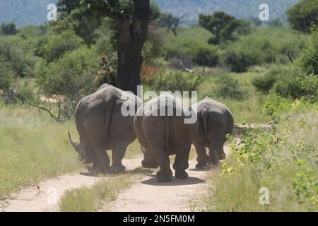 Trois rhinocéros de derrière qui bloquent la route Banque D'Images