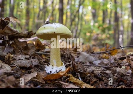 Un gros plan d'Amanita citrina, fausse calotte de mort ou citronne amanita . Banque D'Images