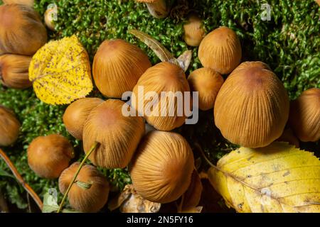 Coprinellus micaceus poussant sur la miette pourrie. Beaucoup de petits champignons mica Cap dans une forêt d'automne. Groupe de champignons de chapeau brillant avec des bouchons dans de nombreuses nuances de Banque D'Images