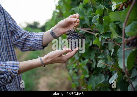 Gros plan des mains d'un viticulteur vérifiant la qualité de ses raisins dans le vignoble. Banque D'Images