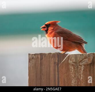 Cardinal rouge mâle perchée sur une clôture en bois avec une partie d'une graine de tournesol dans sa bouche le jour du printemps à Taylors Falls, Minnesota, États-Unis. Banque D'Images