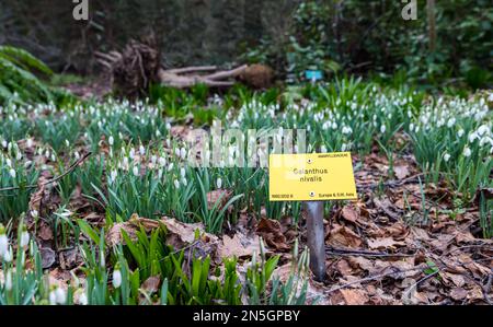 Snowdrops (Galanthus nivalis) dans la zone boisée avec étiquette végétale, Royal Botanic Garden, Édimbourg, Écosse, Royaume-Uni Banque D'Images