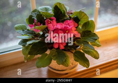 Le rose fleurit sur un violet africain fleuri dans un vase en céramique blanc sur un rebord de fenêtre à Taylors Falls, Minnesota, États-Unis. Banque D'Images