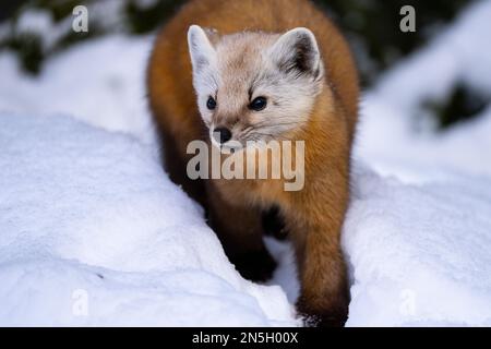 La martre d'Amérique recherche de nourriture en hiver dans un parc national. Banque D'Images