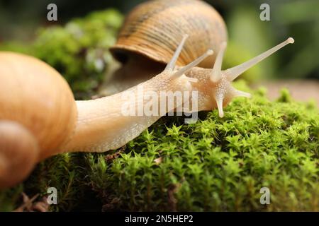 Escargots de jardin communs rampant sur la mousse verte, gros plan Banque D'Images