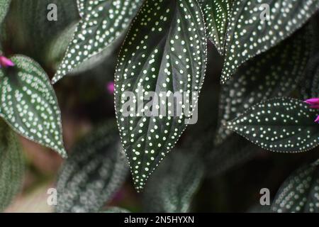 Gros plan sur les feuilles à motif pois de la menégonia. Détail unique de la maison. Banque D'Images