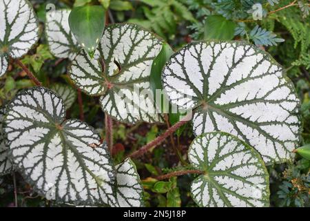 Gros plan Begonia feuilles texture avec un Rex extrêmement beau avec de grandes feuilles d'argent et de vert qui ont des couleurs fortes Banque D'Images