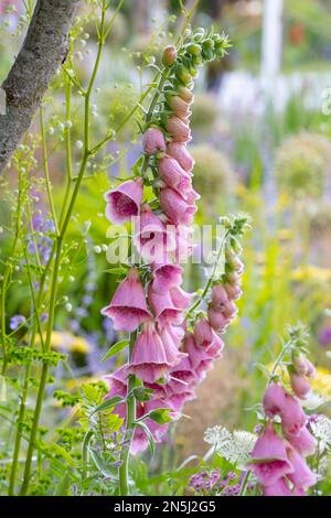 Un digitalis rose dans le jardin de vitamine G au RHS Hampton court Garden Festival 2022. Banque D'Images