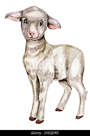 Aquarelle dessin à la main goatling . Illustration aquarelle d'un animal de ferme. Dessiné à la main avec aquarelle sur fond blanc. Banque D'Images