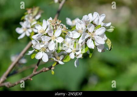 Malus domestica Worcester Pearmain, Apple Worcester Pearmain, fleur blanche au printemps Banque D'Images