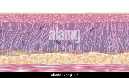 Illustration de la coupe transversale des tissus cutanés. Structure de la matrice extracellulaire avec fibres de collagène et d'élastine, fibroblastes. 3d illustration rendue Banque D'Images