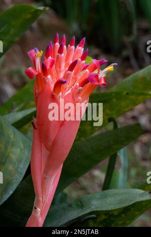 L'inflorescence rouge de la broméliade Billbergia pyramidalis, vue de côté, un groupe de fleurs de écarlate avec des bouts bleuâtres éclatant de rouge Banque D'Images