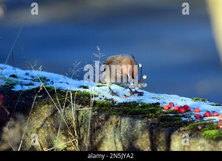 Waxwing Bombycilla garrulus à Édimbourg Banque D'Images