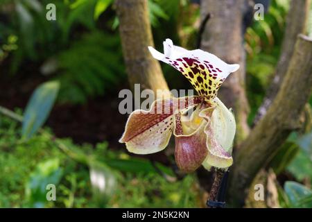 Orchidée venus Slipper Banque D'Images