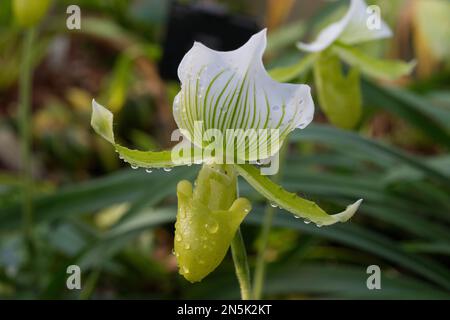 Orchidée venus Slipper Banque D'Images