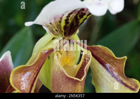 Orchidée venus Slipper Banque D'Images