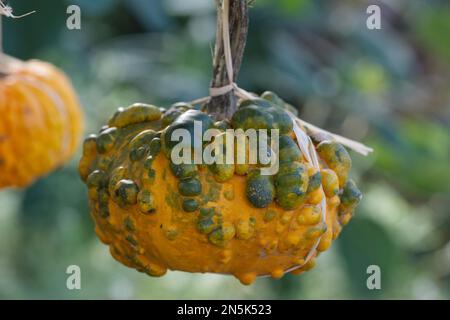 Melon amer à Kew Gardens Banque D'Images