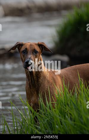 Chien de race marron, avec sa langue en regardant l'appareil photo Banque D'Images