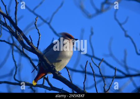 Waxwing Bombycilla garrulus à Édimbourg Banque D'Images