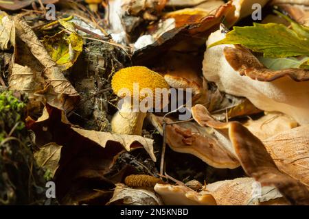 Armillaria mellea, communément appelé champignon du miel - un champignon basidiomycète du genre Armillaria gros plan. Banque D'Images