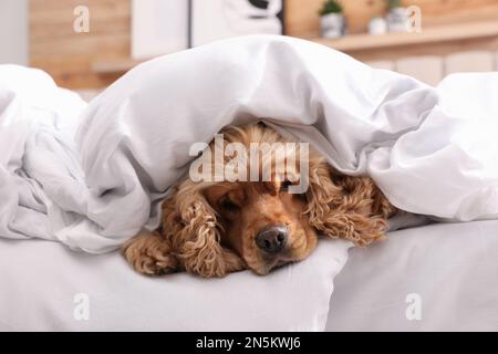 Un adorable spaniel anglais est recouvert d'une couverture douce sur le lit Banque D'Images