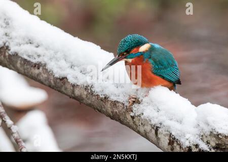 kingfisher commun assis dans la neige sur une branche Banque D'Images