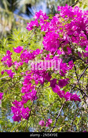 Arbuste rose Bougainvillea spectabilis en pleine fleur, avec des fleurs roses profondes, floraison sous les tropiques; les Maldives Banque D'Images