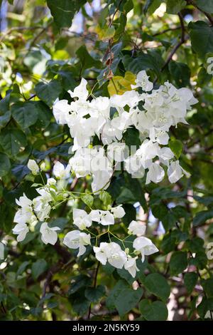 Buisson blanc de bougainvilliers avec fleurs, pleine fleur, floraison aux Maldives Banque D'Images