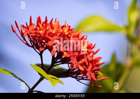 Fleur tropicale Ixora coccinea, rouge Ixora, aka Santan rouge, ou géranium de la jungle, contre ciel bleu, Ces fleurs fleurissent aux Maldives, en Asie. Banque D'Images