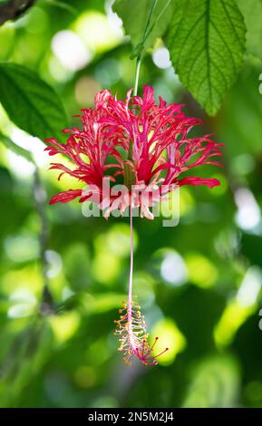 Gros plan de la fleur d'hibiscus rouge, Hibiscus schizopetalus, aka Spider Hibiscus, lanterne japonaise et Rosemallow à franges; fleurs tropicales, Maldives Banque D'Images